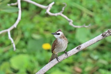 Yellow-vented bulbul (Pycnonotus goiavier) perching on tree branch