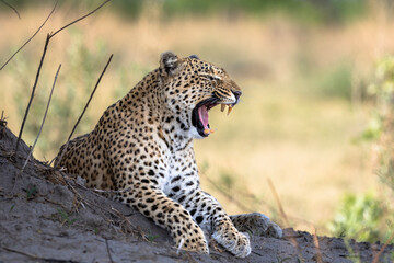 Leopard in Botswana, Africa