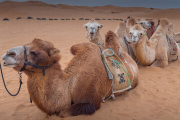 The camels brigade resting in the Gobi desert of Inner Mongolia, China