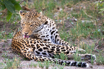 Leopard in Botswana, Africa