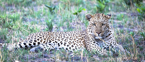 Leopard in Botswana, Africa