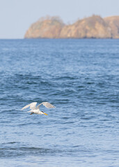 Royal Tern flying over the Pacific Ocean with an island in the distance in Costa Rica