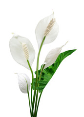 Peace lily flowers with green leaf isolated on transparent background