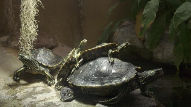 Close up of a water turtles resting on each other in a pile