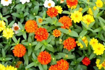 Zinnia flower in the garden