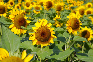 Blooming sunflower fields. Beautiful yellow flower
