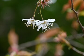 Chinese sour cherry (Prunus pseudocerasus) flowers. Five-petaled white flowers bloom in early March. Berries are edible.