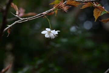 Chinese sour cherry (Prunus pseudocerasus) flowers. Five-petaled white flowers bloom in early March. Berries are edible.
