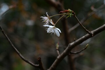 Chinese sour cherry (Prunus pseudocerasus) flowers. Five-petaled white flowers bloom in early March. Berries are edible.