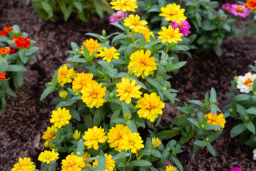 Zinnia flower in the garden