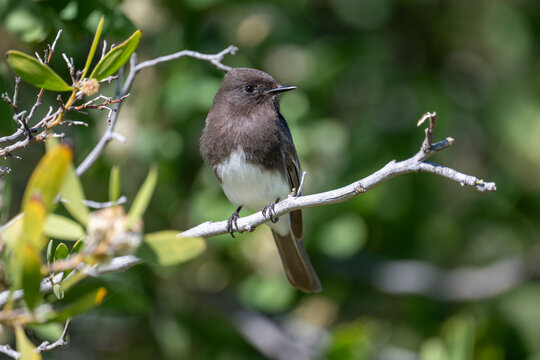 black phoebe on the branch