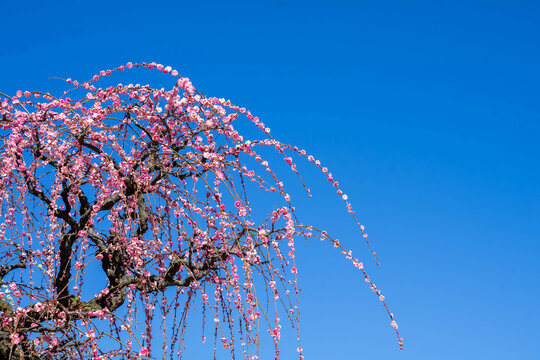 「しだれ梅」の写真素材 | 5,592件の無料イラスト画像 | Adobe Stock