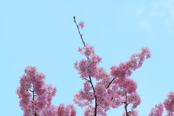 河津桜の花と空