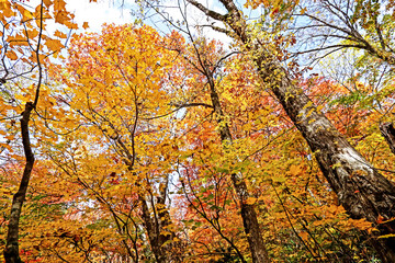 Detail of the autumn season leaf in Japan