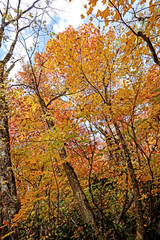 Detail of the autumn season leaf in Japan