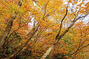 Detail of the autumn season leaf in Japan