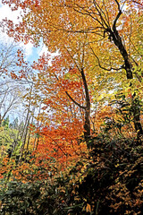 Detail of the autumn season leaf in Japan