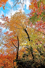 Detail of the autumn season leaf in Japan