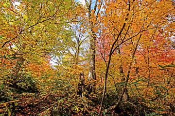 Detail of the autumn season leaf in Japan