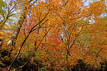 Detail of the autumn season leaf in Japan