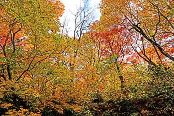 Detail of the autumn season leaf in Japan