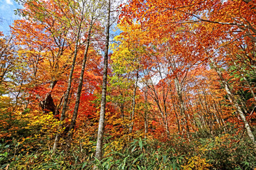 Detail of the autumn season leaf in Japan