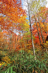 Detail of the autumn season leaf in Japan