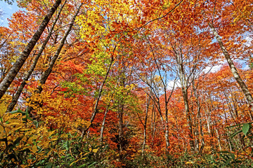 Detail of the autumn season leaf in Japan
