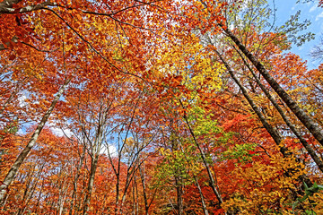 Detail of the autumn season leaf in Japan
