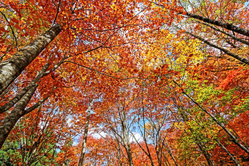 Detail of the autumn season leaf in Japan