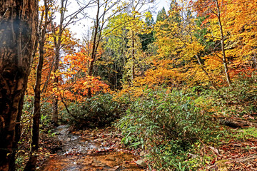Fototapeta premium Detail of the autumn season leaf in Japan