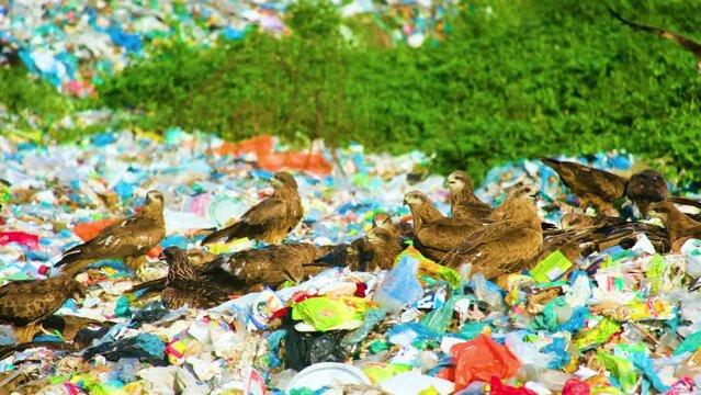 Flock of birds of prey scavenging amidst a colorful landfill, highlighting the impact of waste on wildlife