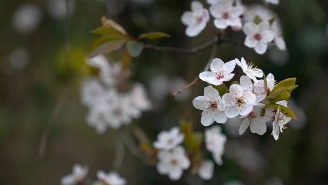 Plum tree, blood plum, Prunus cerasifera, fruit tree blossom, tree blossom, Genthin, Jerichower Land, Germany, Europe