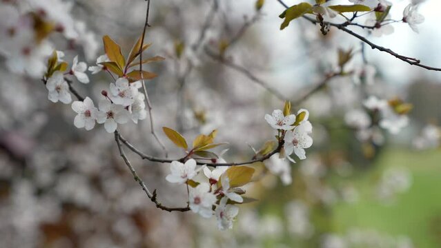 Plum tree, blood plum, Prunus cerasifera, fruit tree blossom, tree blossom, Genthin, Jerichower Land, Germany, Europe
