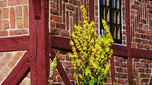 Great Mullein, Common Mullein (Verbascum thapsus) at a half-timbered wall in Ystad, Skane, Sweden, Scandinavia, Europe