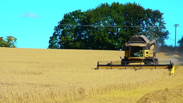 Wheat harvest with combine harvester in Ystad municipality, Scania, Sweden, Scandinavia, Europe