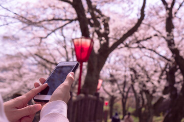 A woman looking at her smartphone along a row of cherry blossom trees.  桜並木でスマホを見る女性