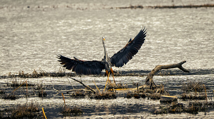 Great Blue Heron takes flight