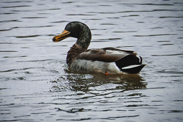 Fototapeta premium duck on the water