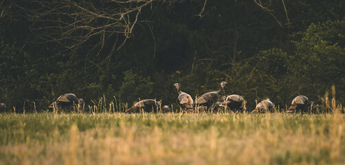 Turkeys in the wild  © d.carp_media