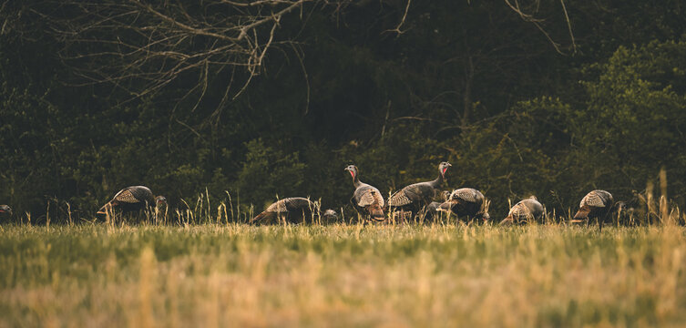 Turkeys in the wild 