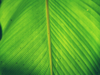 Green leaf background textures ecology garden on tropical rain forest jungle banana leaves palm tree. Greenery bright nature abstract pattern design element. Green eco environment system concept.