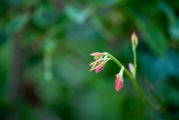 Green leaf background textures ecology garden on tropical rain forest jungle banana leaves palm tree. Greenery bright nature abstract pattern design element. Green eco environment system concept.