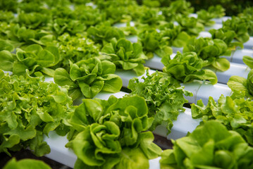 Salad farm vegetable green oak lettuce. Close up fresh organic hydroponic vegetable plantation produce green salad hydroponic cultivate farm. Green oak lettuce salad in green Organic plantation Farm