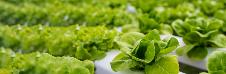 Banner fresh organic hydroponic vegetable plantation produce green salad hydroponic farm. Panorama Green oak lettuce salad in Organic Farm. Salad farm vegetable green oak lettuce with copy space