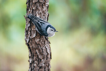A white-breasted nuthatch on a tree trunk at Kensington Metropark, Milford, Michigan.