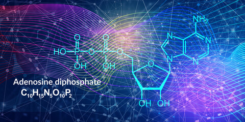 Obraz na płótnie Canvas ADP or adenosine diphosphate molecular structure. DNA and RNA building block consisting of nitrogenous base, sugar and phosphate.