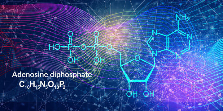 ADP or adenosine diphosphate molecular structure. DNA and RNA building block consisting of nitrogenous base, sugar and phosphate.