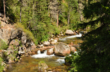 A small rushing mountain stream flows through a dense coniferous forest, skirting stones and fallen trees on a sunny summer day.
