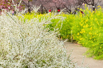 菜の花の咲く小径　神戸市灘区西郷川河口公園にて